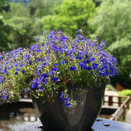 Chalet Du Foret
